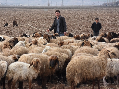 Köyler canlanacak, üretim artacak