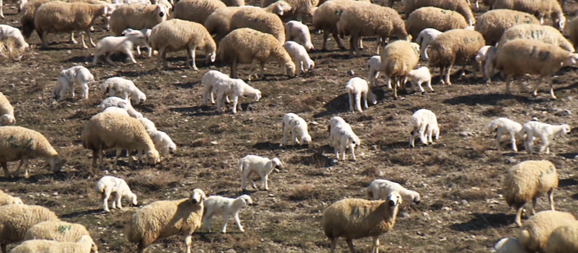 Koyun Sürülerinde Doğumların Toplulaştırılması