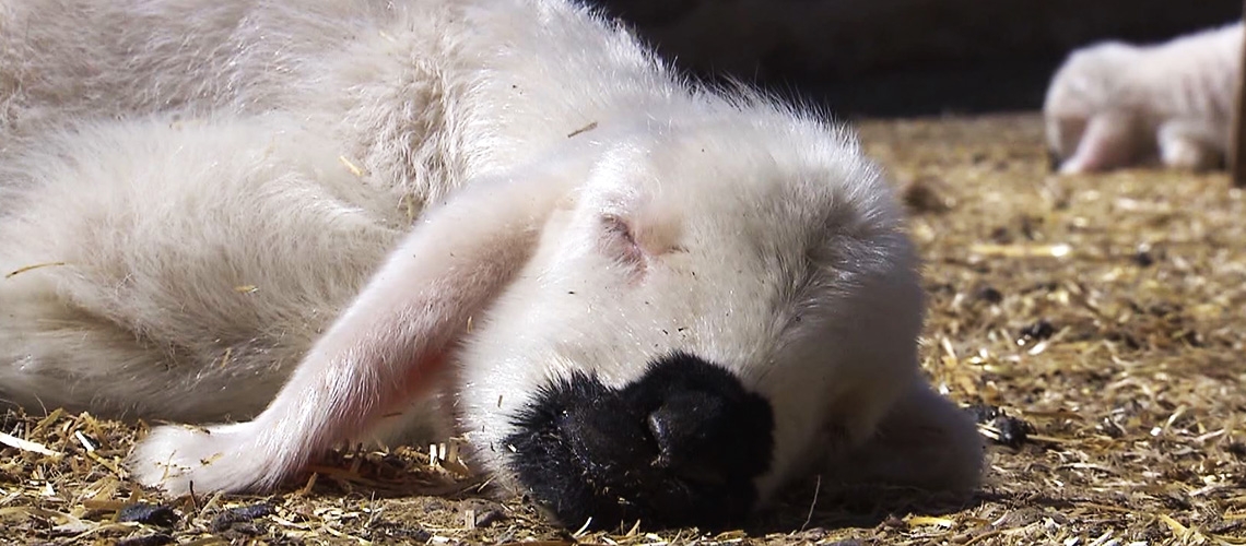 Koyun ve Keçilerde Çiçek ve Veba Hastalığı