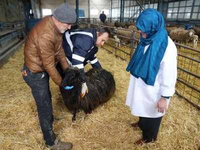 Güney Karaman koyunu Konya'daki enstitüde korunuyor