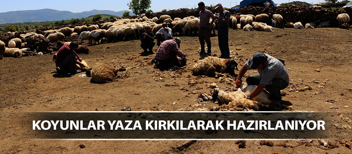 Koyunlar yaza kırkılarak hazırlanıyor