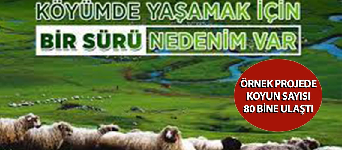 Örnek projede koyun sayısı 80 bine ulaştı