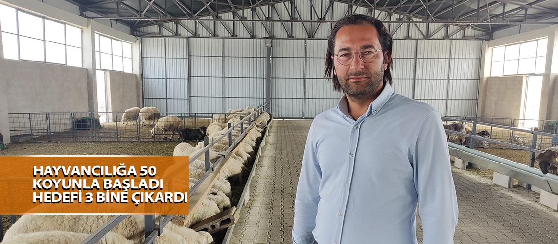 Hayvancılığa 50 koyunla başladı hedefi 3 bine çıkardı