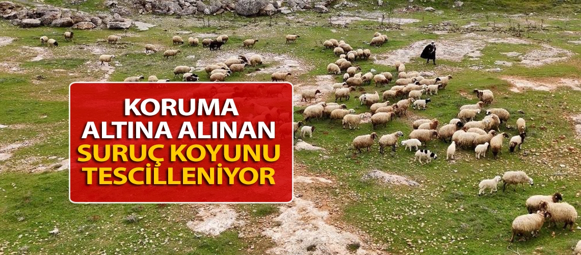 Koruma altına alınan Suruç koyunu tescilleniyor