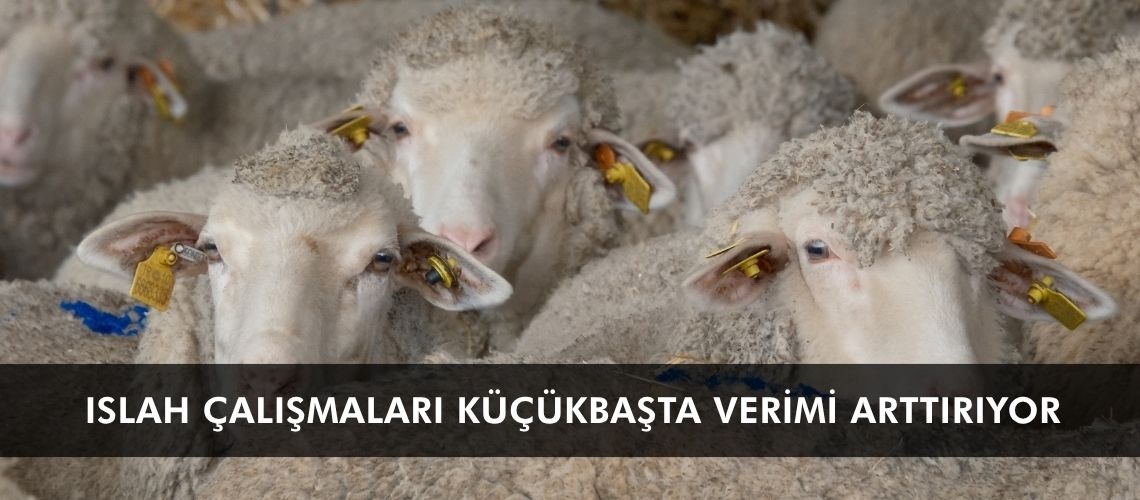 Islah çalışmaları küçükbaşta verimi arttırıyor