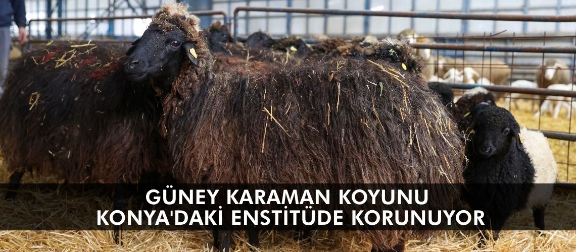 Güney Karaman koyunu Konya'daki enstitüde korunuyor