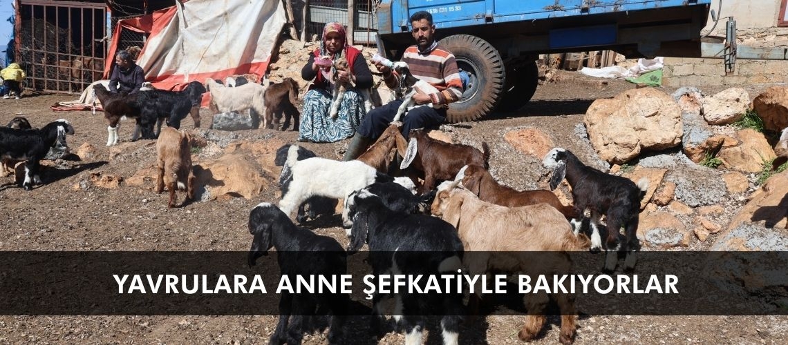 Yavrulara anne şefkatiyle bakıyorlar