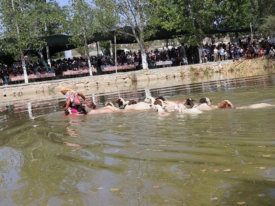 848 yıllık gelenek: 