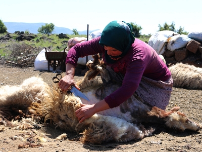 Koyunlar yaza kırkılarak hazırlanıyor