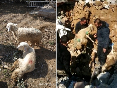 Mucize koyunlar enkaz altından 17 gün sonra çıkarıldı
