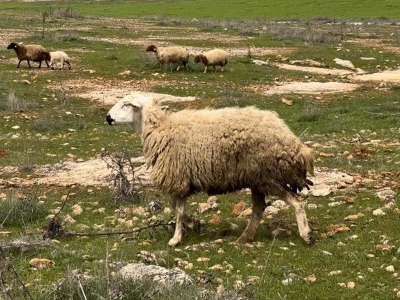 Koruma altına alınan Suruç koyunu tescilleniyor