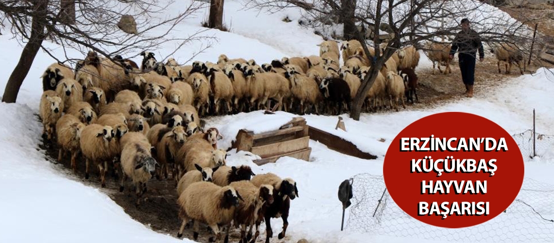 Erzincan’da küçükbaş hayvan başarısı