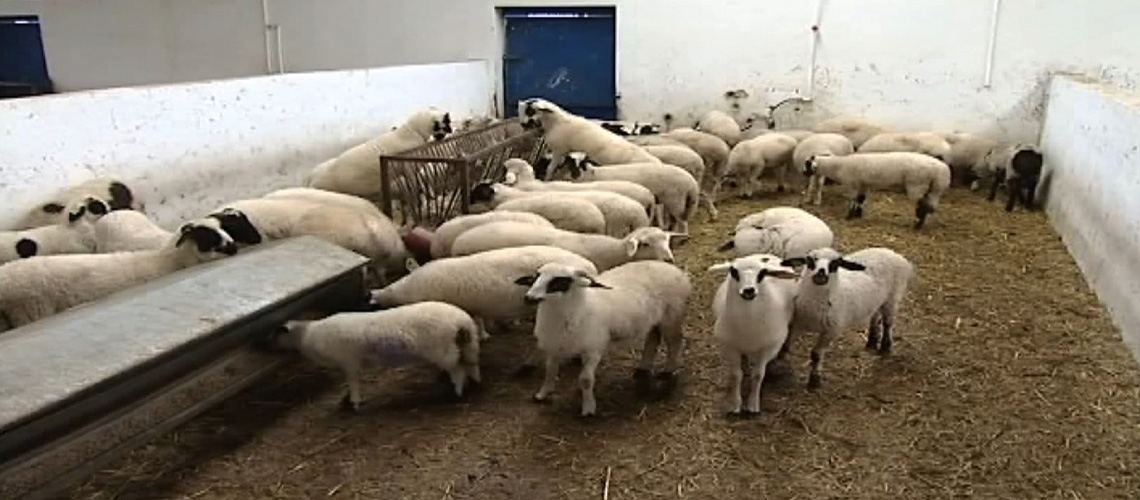 Küçükbaş Hayvancılıkta Hayvan Barınakları