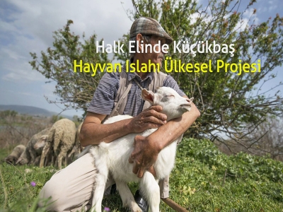 Küçükbaş Hayvan Islahı Projesi