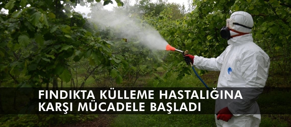 Fındıkta külleme hastalığına karşı mücadele başladı