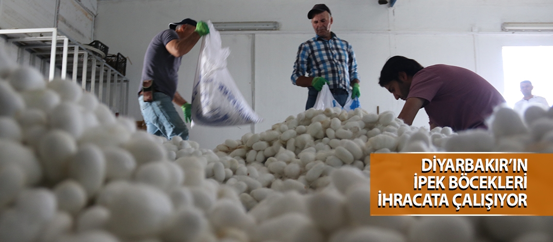 Diyarbakır’ın ipek böcekleri ihracata çalışıyor
