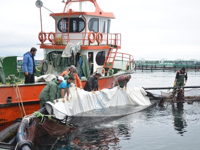 Ordu’da kültür balıkçılığı yaygınlaşıyor