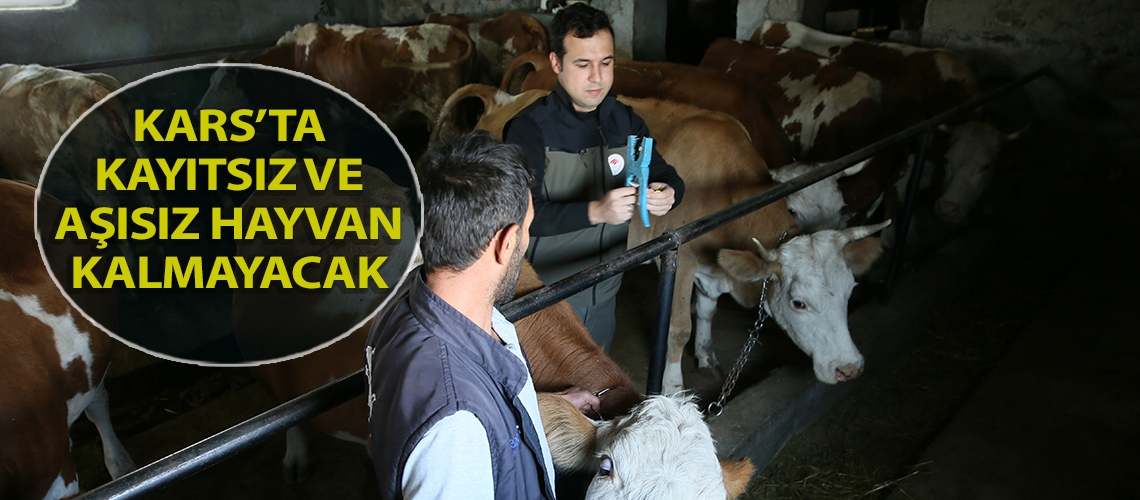 Kars’ta kayıtsız ve aşısız hayvan kalmayacak