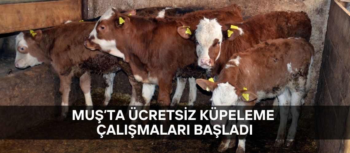 Muş’ta ücretsiz küpeleme çalışmaları başladı