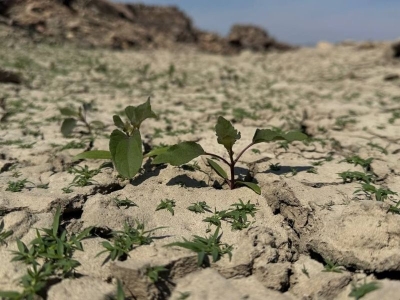 Kuraklık verimi düşürüyor