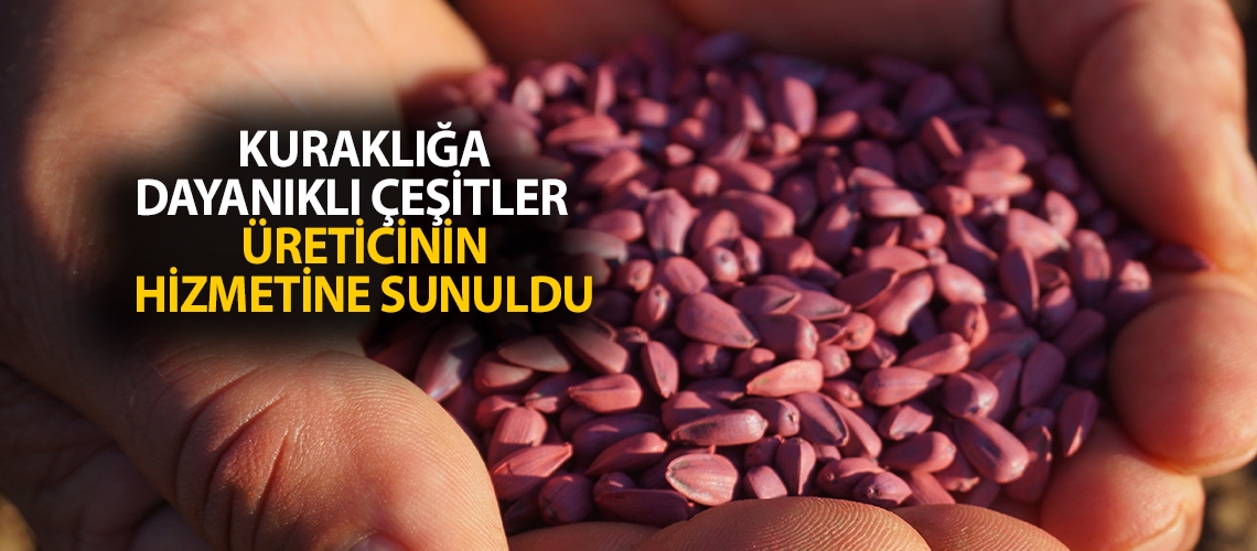 Kuraklığa dayanıklı çeşitler üreticinin hizmetine sunuldu