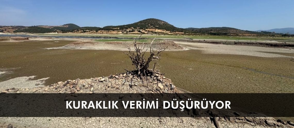 Kuraklık verimi düşürüyor