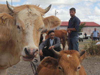 Kurban pazarlarında hareketlilik sürüyor
