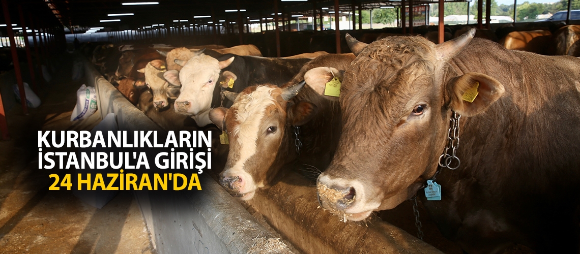 Kurbanlıkların İstanbul'a girişi 24 Haziran'da
