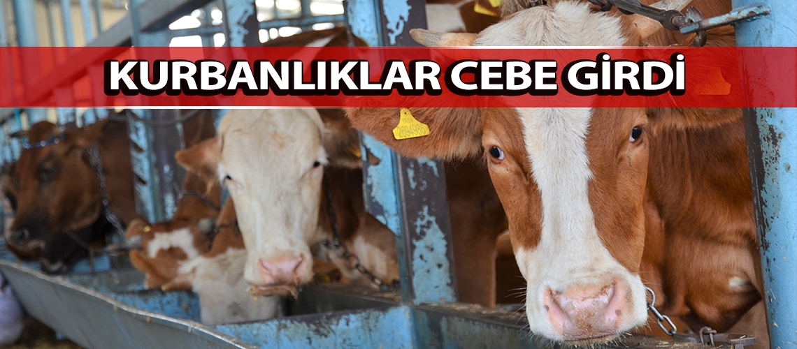Kurbanlıklar cebe girdi