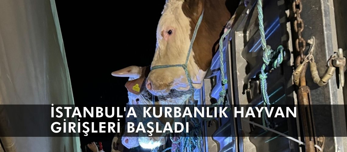 İstanbul'a kurbanlık hayvan girişleri başladı