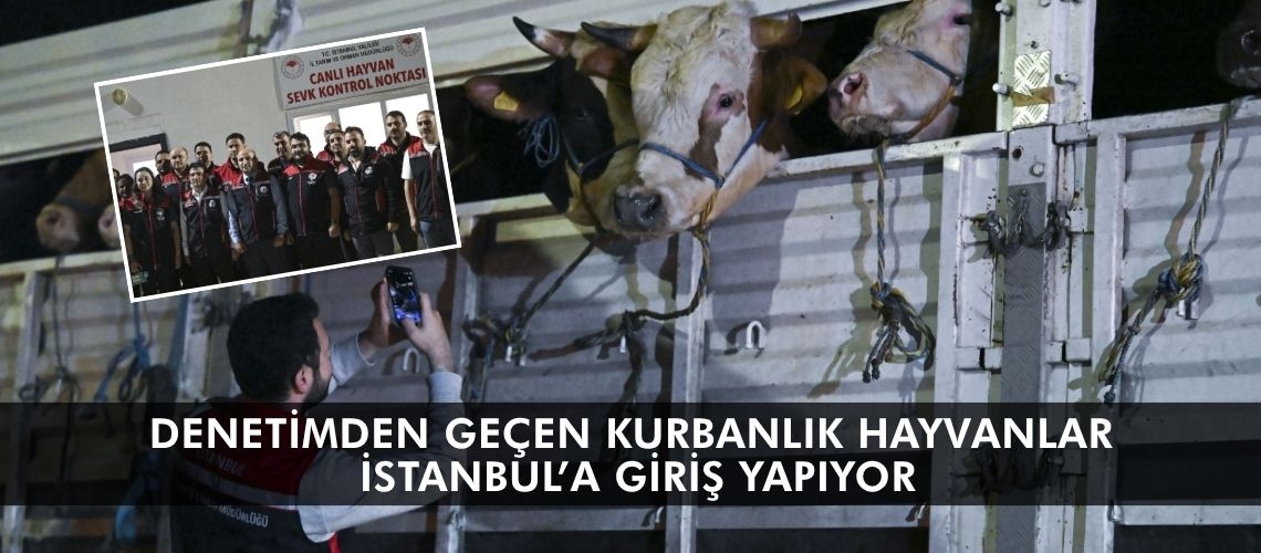 Denetimden geçen kurbanlık hayvanlar İstanbul’a giriş yapıyor