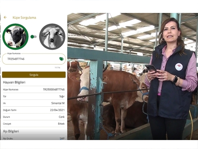 Kurbanlıklar cebe girdi