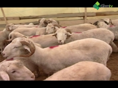 Kurbanlık Hayvan Seçiminde Dikkat Edilmesi Gerekenler