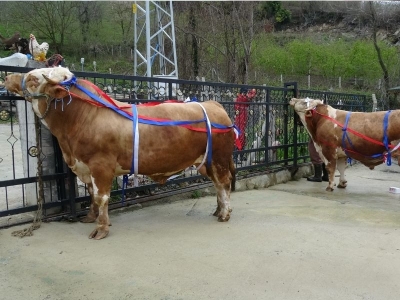 Kurbanlıklar ağırlıkları ile dikkat çekiyor