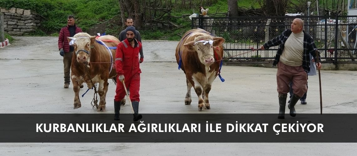 Kurbanlıklar ağırlıkları ile dikkat çekiyor