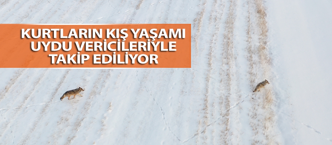 Kurtların kış yaşamı uydu vericileriyle takip ediliyor