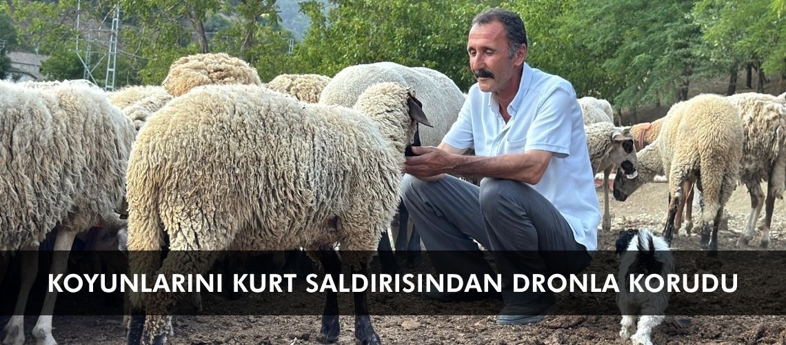 Koyunlarını kurt saldırısından dronla korudu