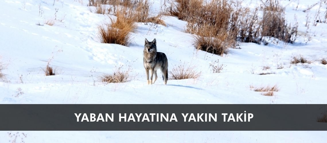 Yaban hayatına yakın takip
