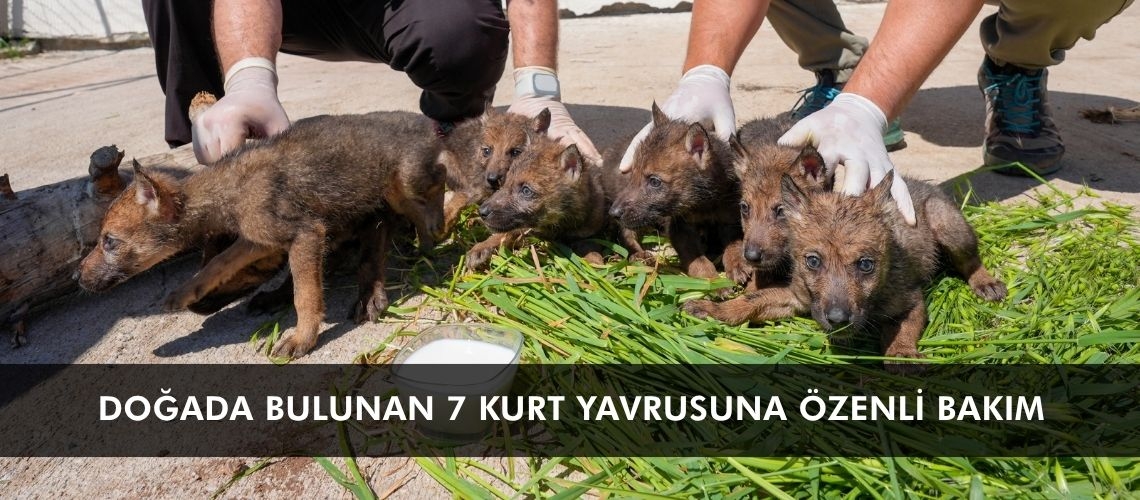 Doğada bulunan 7 kurt yavrusuna özenli bakım