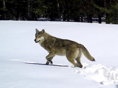 Kurtların kış yaşamı uydu vericileriyle takip ediliyor