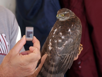 Aras Kuş Cenneti'nde kuşlar kayıt altında