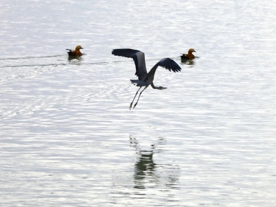 Cip Barajı göçmen kuşların yeni adresi