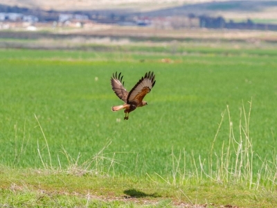 Çiftçinin dostu yırtıcı kuşlar