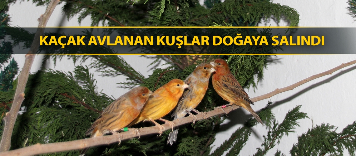 Kaçak avlanan kuşlar doğaya salındı