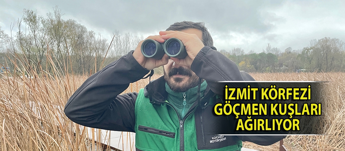 İzmit Körfezi göçmen kuşları ağırlıyor