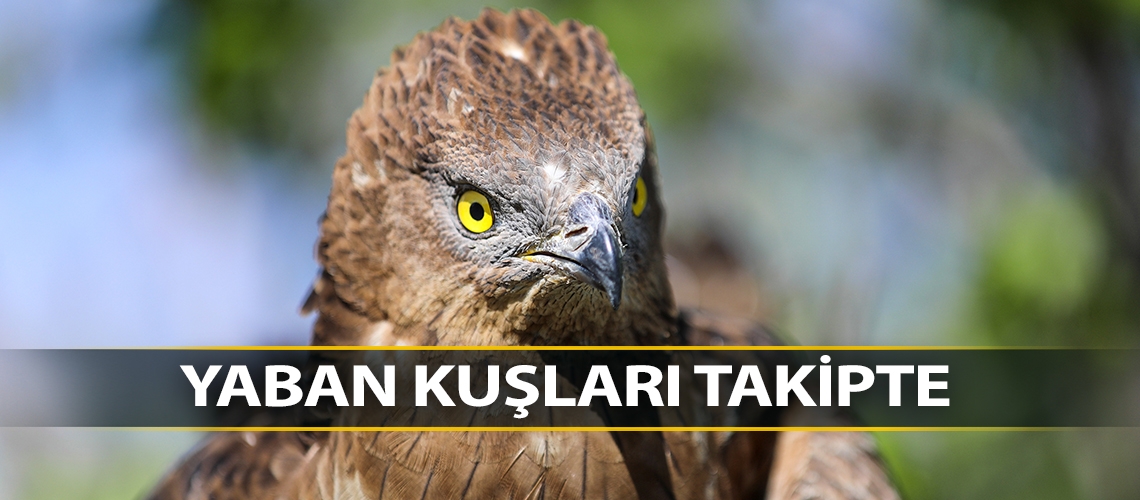 Yaban kuşları takipte