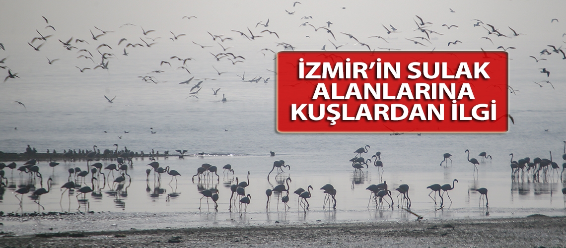 İzmir’in sulak alanlarına kuşlardan ilgi
