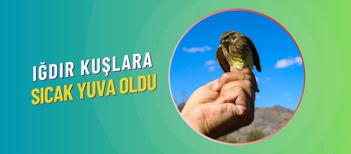 Iğdır kuşlara sıcak yuva oldu