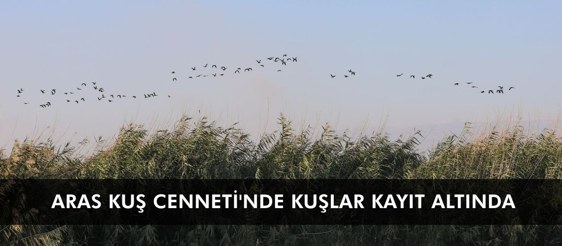 Aras Kuş Cenneti'nde kuşlar kayıt altında
