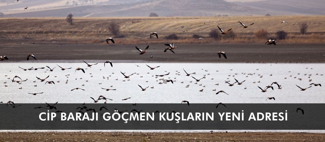Cip Barajı göçmen kuşların yeni adresi